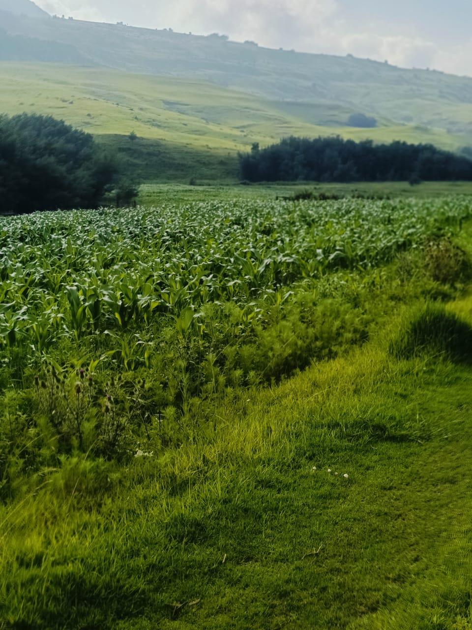 Crop fields in Enkombane