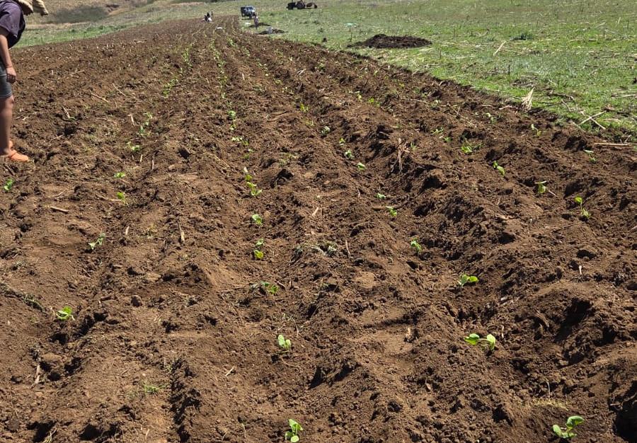 Seedlings planted in prepared rows